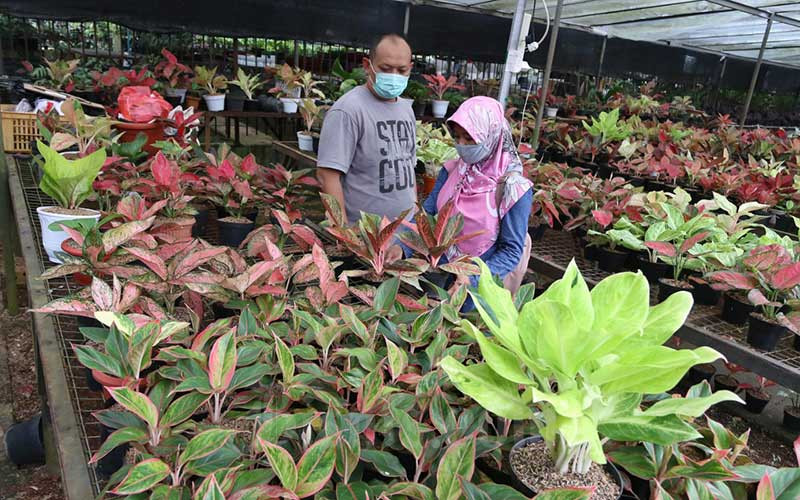 Penjualan Tanaman Hias Meningkat 50 Persen Di Tengah Pandemi Covid 18