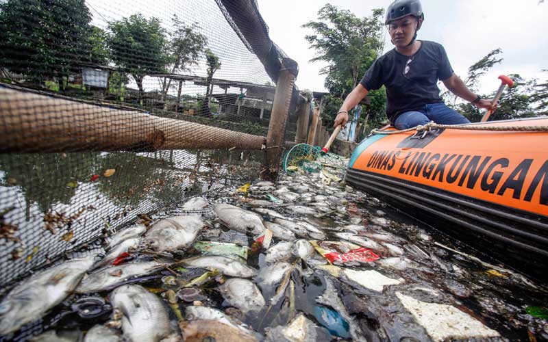 Ribuan Ikan Di Setu Citongtut Mati Mendadak