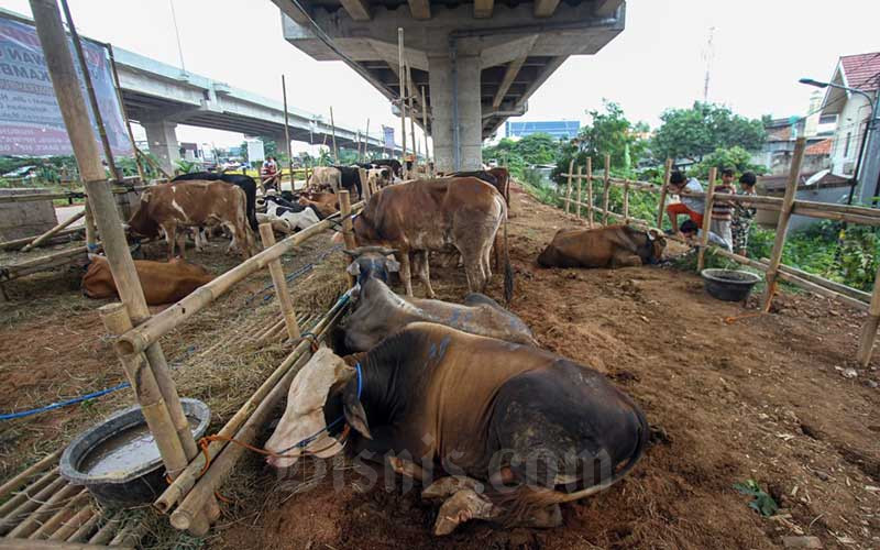 Kemenag Keluarkan Aturan Terkait Pelaksanaan Kegiatan Kurban Di Masa