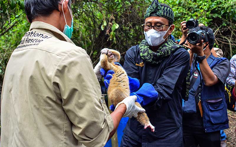 Bksda Jawa Barat Lepasliarkan Ekor Kukang Jawa Bisnis