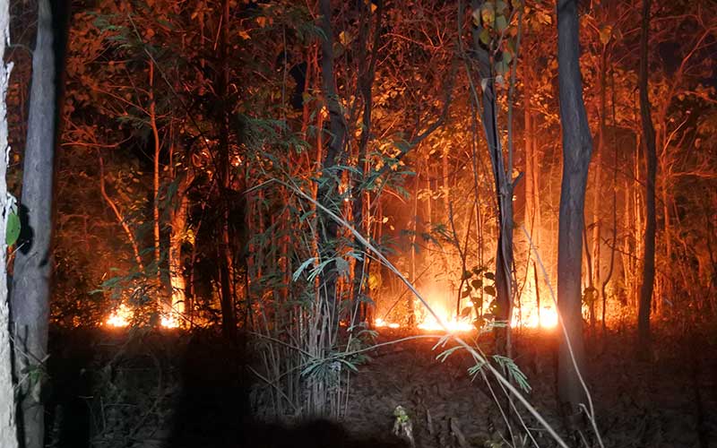 Hutan Lindung Dan Hutan Produksi Di Situbondo Jawa Timur Terbakar