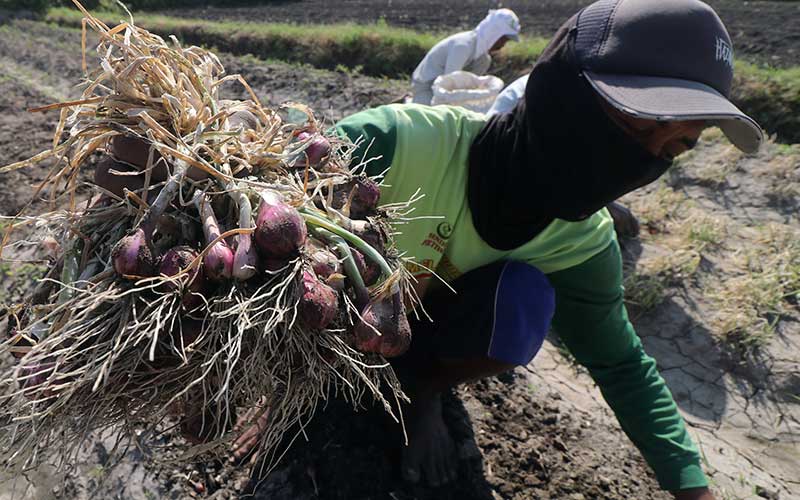 Ulat Grayak Serang Hasil Panen Bawang Merah Di Jawa Timur