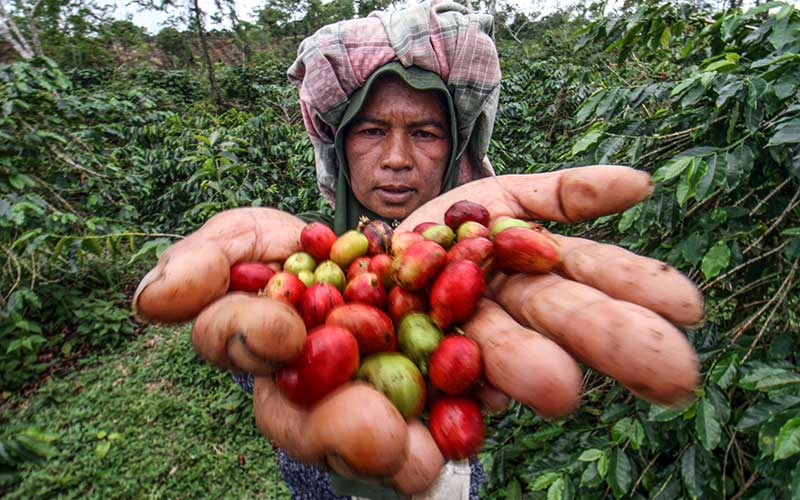 Harga Kopi Di Tingkat Petani Meningkat