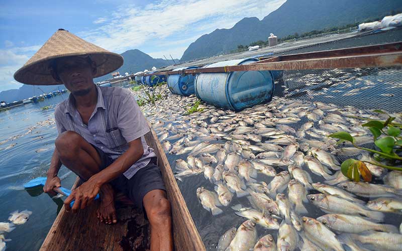 Ratusan Ton Ikan Karamba Di Danau Maninjau Mati Akibat Cuaca Buruk