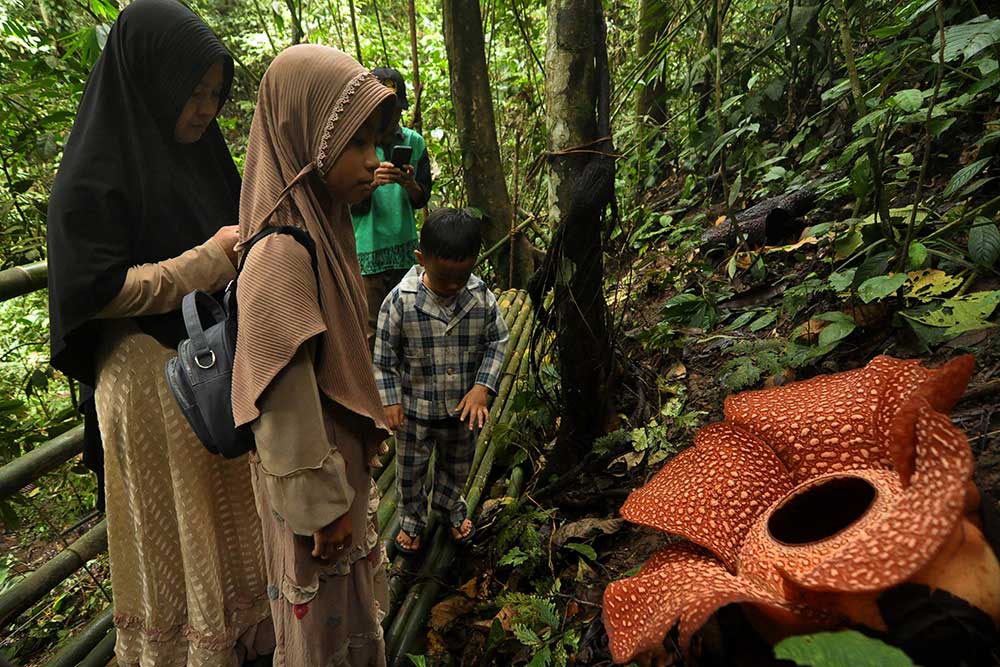 Bunga Rafflesia Arnoldi Raksasa Mekar Sempurna Di Bengkulu