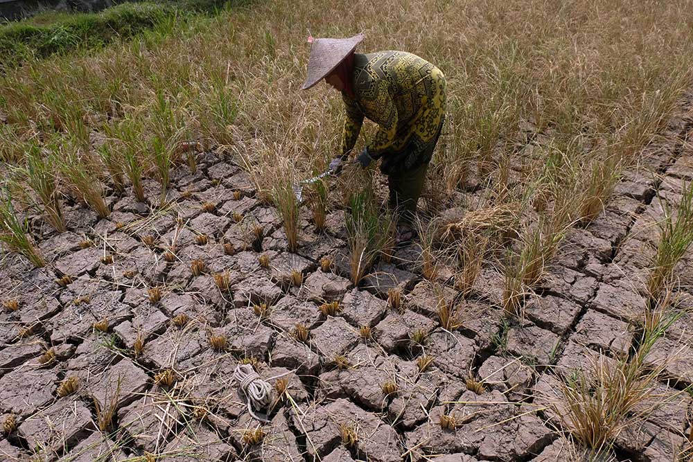 Petani Padi Di Jawa Tengah Gagal Panen Akibat Kekurangan Pasokan Air