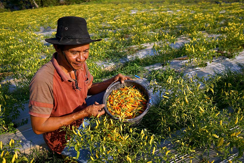 Harga Cabai Rawit Melambung Tinggi Hingga Rp Ribu Per Kilogram