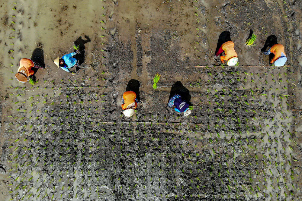 Pemerintah Dorong Petani Percepat Masa Tanam Padi