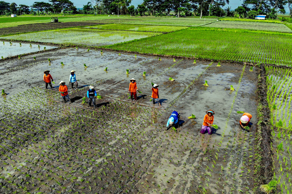 Pemerintah Dorong Petani Percepat Masa Tanam Padi