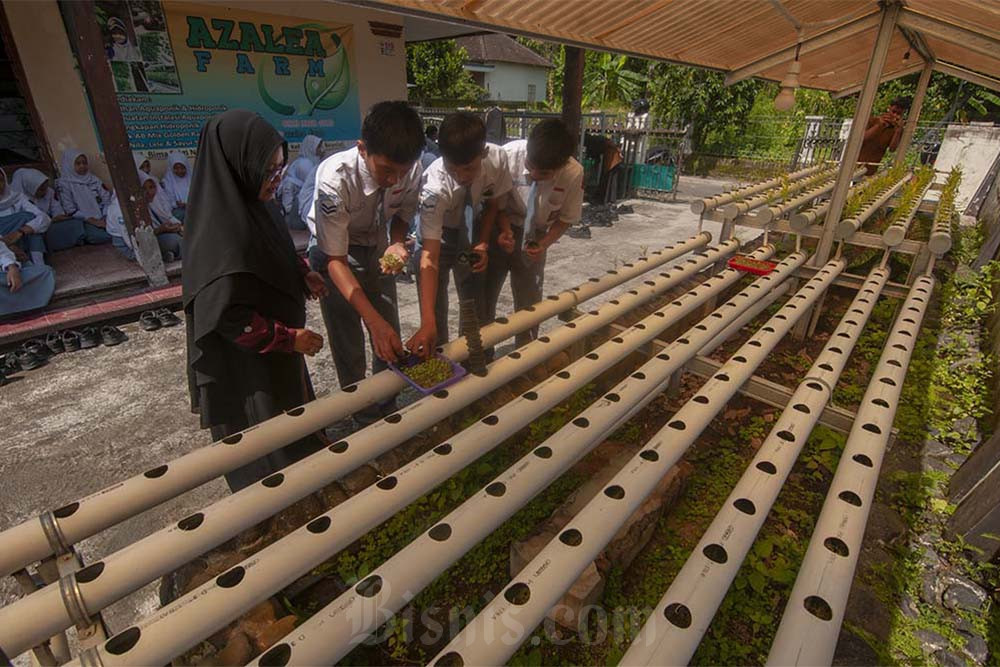 Belajar Mengenal Pertanian Hidroponik Di Sekolah