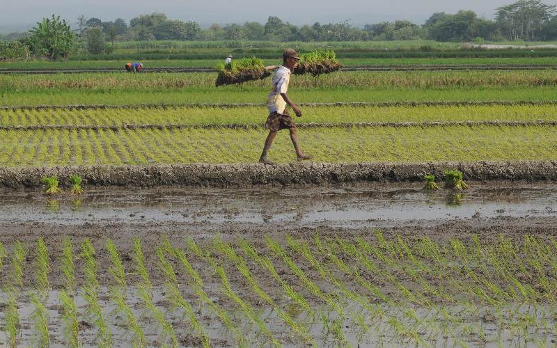 8 Titik Lahan Sawah Di Padang Mengering