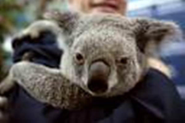 Secangkir Kopi di Koala Sanctuary
