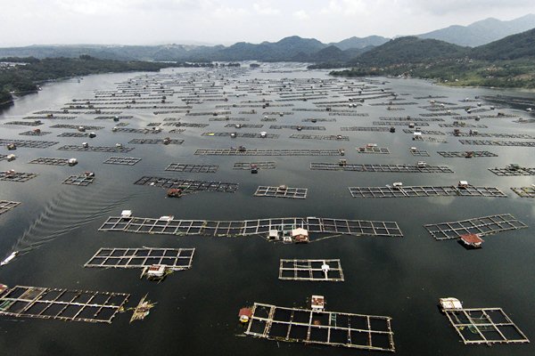 BUDI DAYA PERIKANAN : 2 Pulau Dongkrak Konsumsi Pakan Ikan