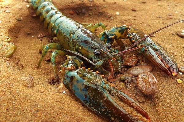 PENGEMBANGAN KAWASAN PESISIR : Kalbar Prioritaskan Lobster untuk Ekspor