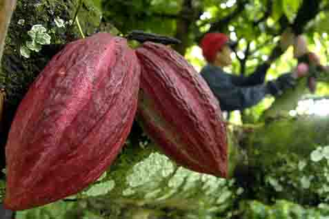 FAKTOR CUACA : Produksi Kakao di Afrika Barat Terhambat