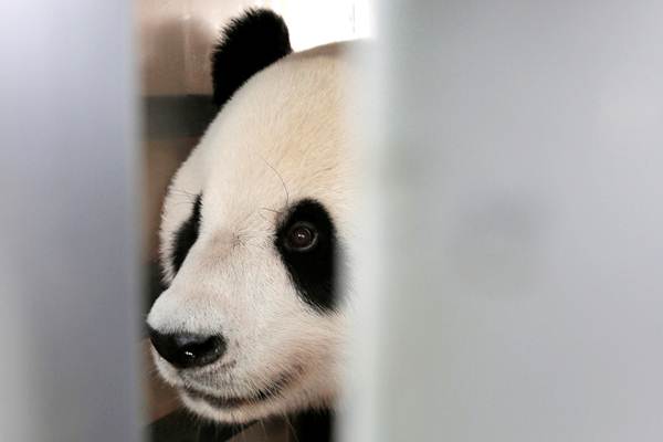 KONSERVASI SATWA : Komodo Akan Bertukar dengan Panda