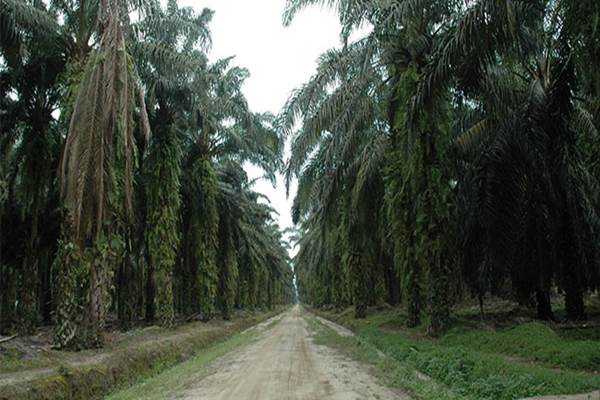 KOMODITAS ANDALAN : Kala Riau [Tak] Bergantung pada Sawit 