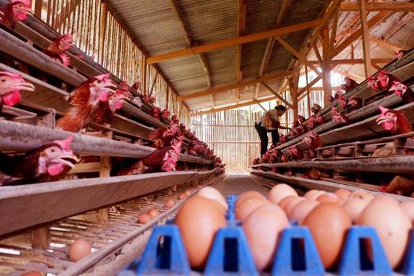 PENGENDALIAN INFLASI BLITAR & KEDIRI : BI dan TPID Redam Volatilitas Harga Telur
