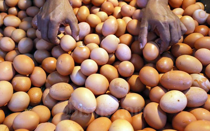 HARGA KOMODITAS : Telur Ayam Ras Jatim Terus Bergejolak