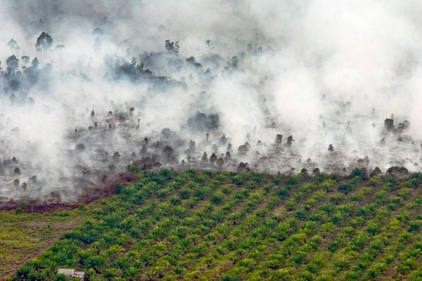 PENGENDALIAN BENCANA : Luasan Karhutla Riau Turun