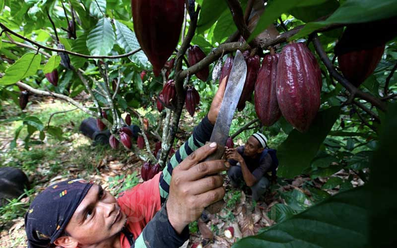 IMBAS INFLASI : Penurunan Konsumsi Tekan Harga Kakao