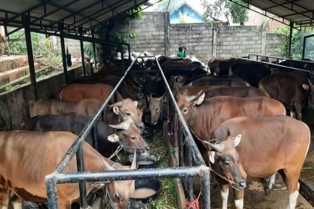 PENJUALAN HEWAN KURBAN : Pesta Pora yang Tertunda