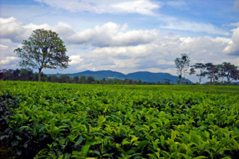 Setelah 12 Tahun, PP Holding BUMN Kebun & Hutan Akhirnya Diteken