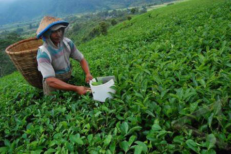 Holding BUMN Kebun & Hutan, PTPN Siapkan Karpet Merah