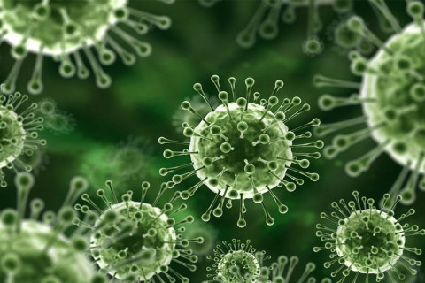 Virus Nipah Pandemi Berikutnya? Begini Kata Dokter