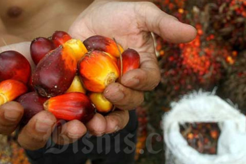 Emiten Sawit TP Rachmat TAPG Bergelimang Sentimen Positif Tapi Dibayangi Kendala Logistik