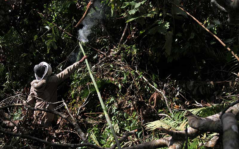 Foto-Foto Mengais Legitnya Madu Hutan Gunung Lendono Sulawesi Tenggara