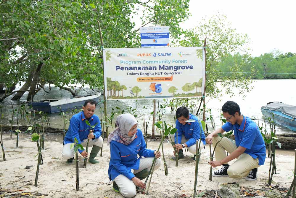 PT Pupuk Kalimantan Timur (Pupuk Kaltim) lakukan penanaman 1.100 bibit mangrove dan penurunan 120 media transplantasi terumbu karang di Kecamatan Maratua, Kabupaten Berau Kaltim, Minggu (20/11/2022). /JIBI-Istimewa