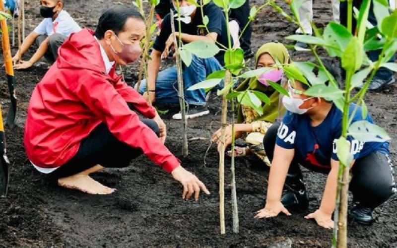 Foto Jokowi 'Nyeker' dan 'Nyemplung' Tanam Mangrove di Sekotok