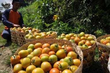 Gara-gara Banyak Hujan, Panen Strawberry di Jabar Jeblok