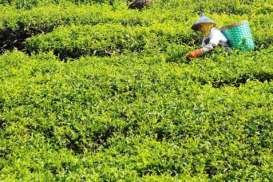 Kebun Teh dan Air Terjun Unggulan Wisata Solok