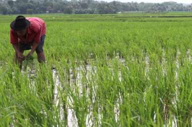 65 Ha Sawah di Kabupaten Agam Gagal Panen