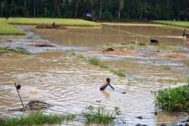 Petani Terkena Puso tak Dapat Ganti Rugi dari Pemerintah