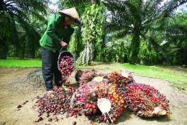 Jiwa Wiraswasta Minim, Petani Sawit Sulit Sejahtera