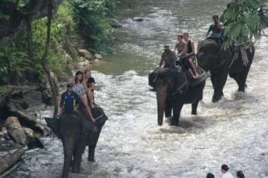 Ternyata, Gajah Bisa Menebak Umur Manusia & Asal Sukunya