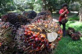 Harga Sawit Dibuka Turun 0,39% ke 2.810 Ringgit/ M Ton