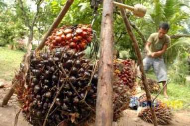 Harga Sawit Dibuka Turun 0,32% ke 2.761 Ringgit/M. Ton