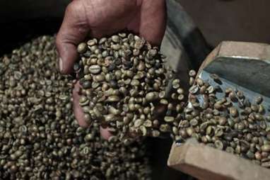 Harga Kopi Robusta Melejit 0,96%