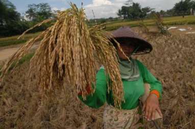 RISET OXFARM, Indonesia Bantah Kualitas Pangan Buruk