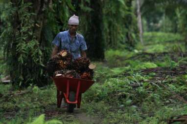 Untung Atau Rugi Ternak Sapi di Lahan Sawit?