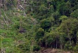 Budidaya Hutan: Jateng Dorong Pemanfaatan Hutan Rakyat