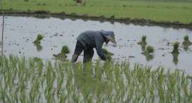 Kehilangan Lahan: Setiap Hari 220 Hektare Sawah Indonesia Lenyap