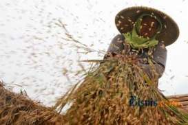 HARGA BERAS: Di Tingkat Petani Anjlok