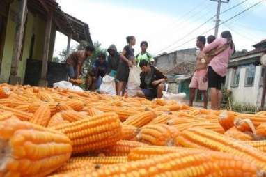 Industri Nasional Diminta Inovatif Ciptakan Benih Jagung Hibrida Unggul