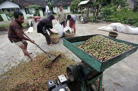 Harga Kopi Robusta: Terkoreksi 0,09%