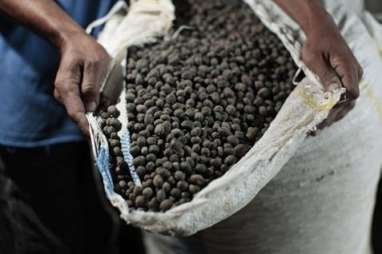 Harga Kopi Robusta, Melemah 0,33%